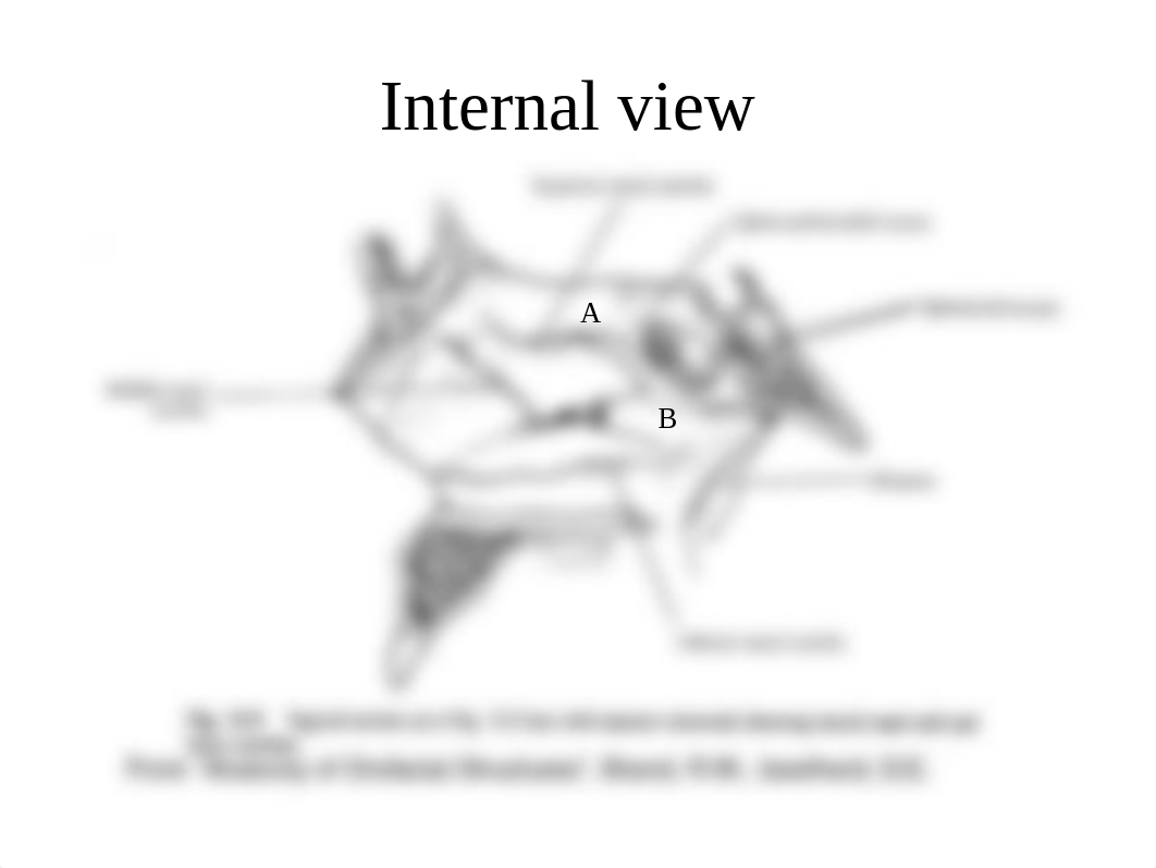 Exam #1 Anatomy Lecture Chapter 27.ppt_d4ci0pyy7f9_page5