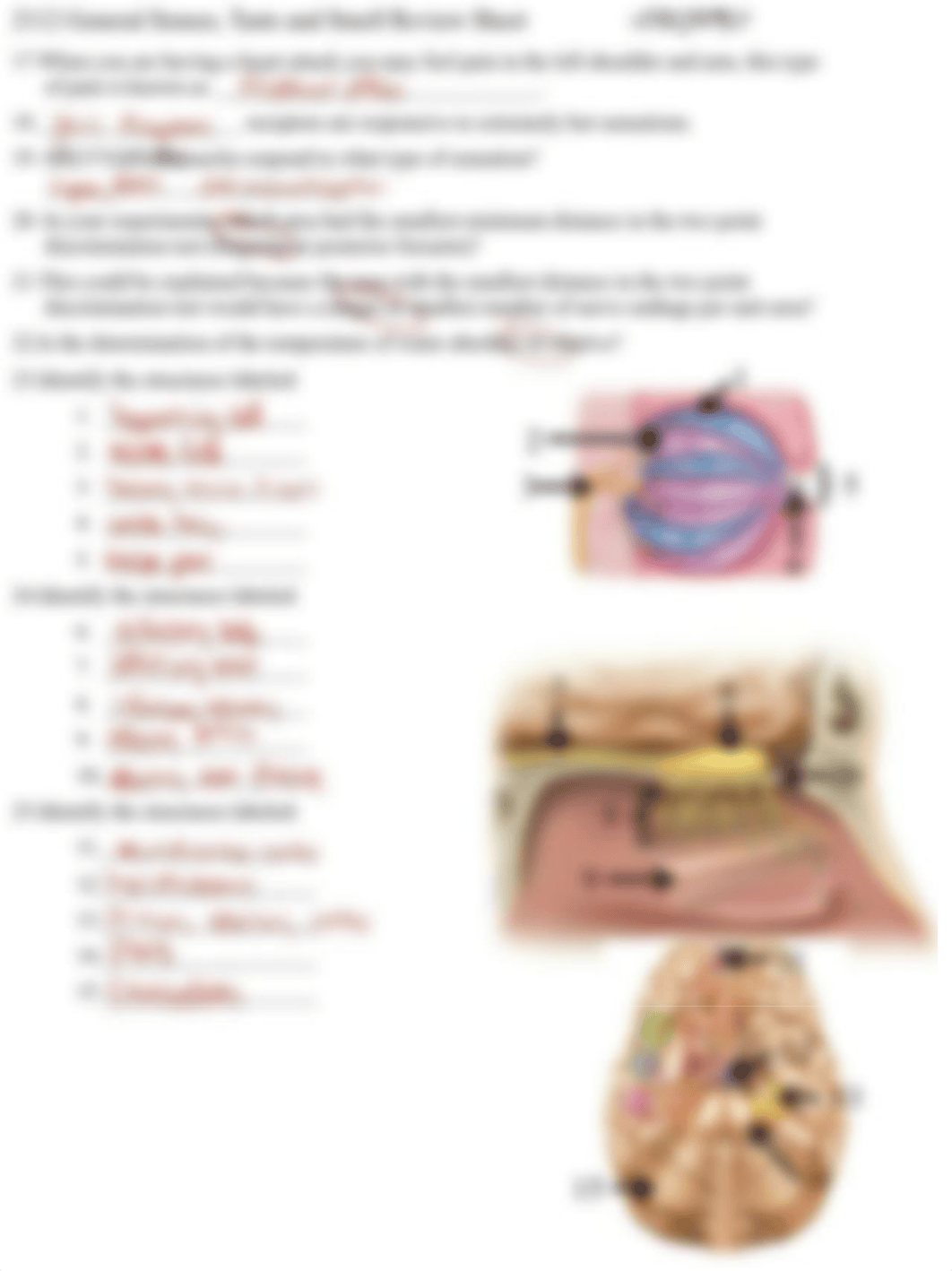 2112+General+Senses_Taste_Smell+Review.pdf_d4d28v8kk37_page2