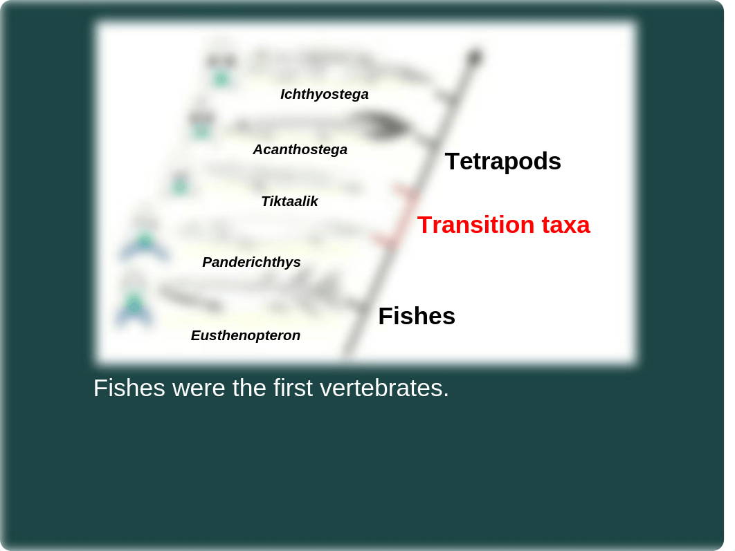 ZOO 440 Lecture 1 Introduction to Ichthyology (1).pptx_d4dvove5kzh_page5