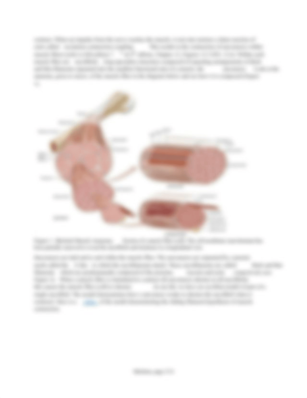 Physio_Lab+Exercise+6_Biopac+EMG.pdf_d4e3xz4pdki_page2