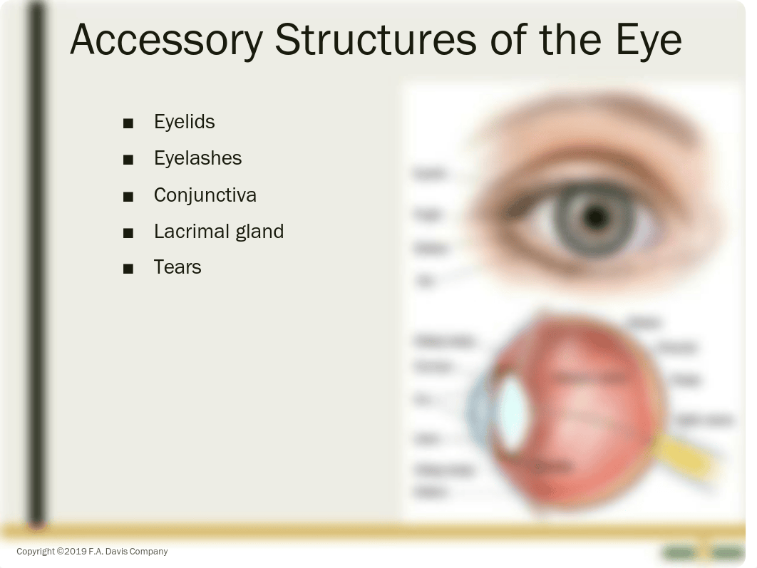 Med Surg Ch. 51 Sensory System Function (1).pdf_d4e5qybpdvn_page5