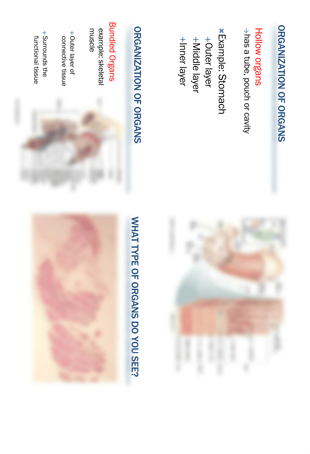 Lecture 4 Organs & Organ Systems FA18 HO.pdf_d4eaeol1s4u_page3