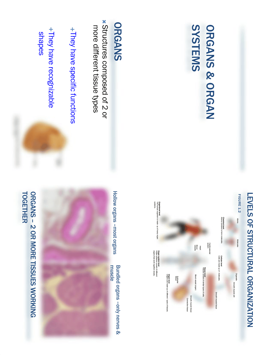 Lecture 4 Organs & Organ Systems FA18 HO.pdf_d4eaeol1s4u_page1