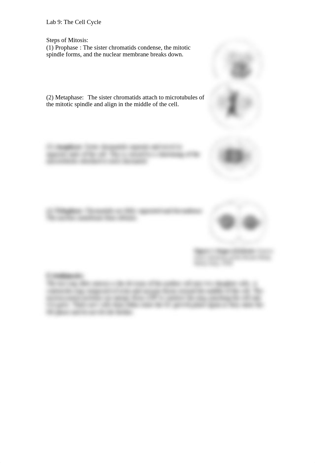 Lab 10 - Cell Cycle (Fall 2019).pdf_d4eapz6frnw_page2