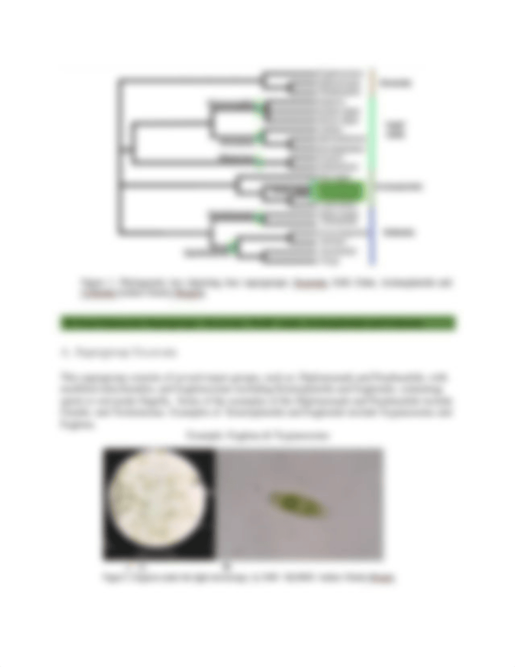 Lab_Week 4_ Protists (1).pdf_d4ef70f9nfo_page3