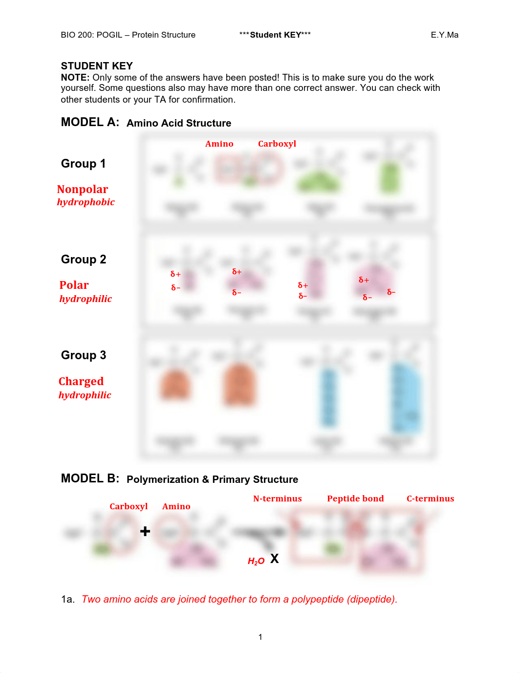 POGIL2_ProteinStructure_StudentKEY_d4fxxqgp2b6_page1