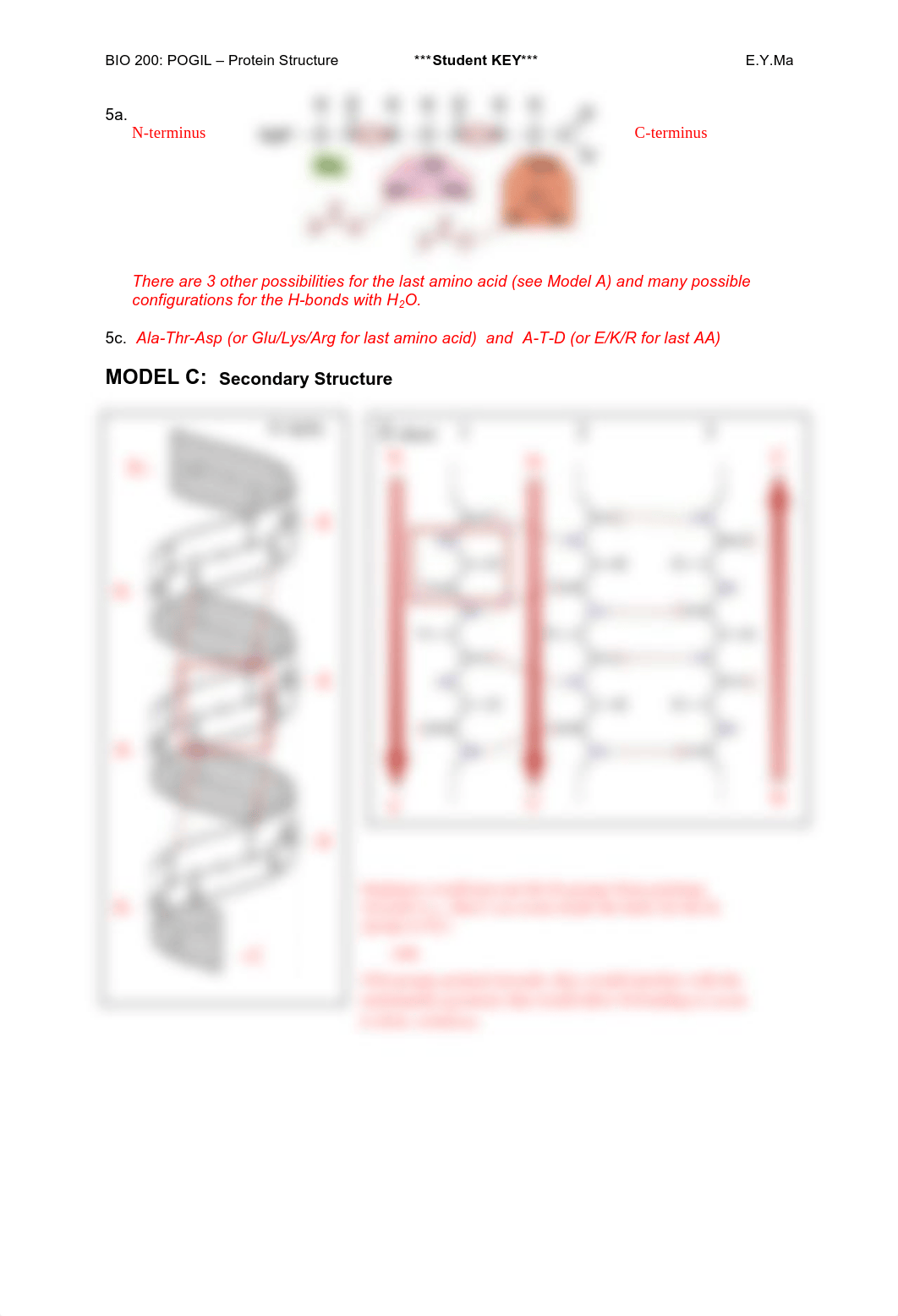 POGIL2_ProteinStructure_StudentKEY_d4fxxqgp2b6_page2