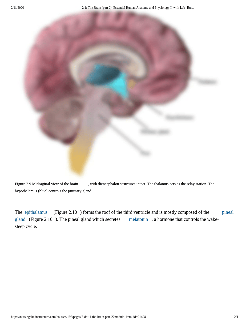 2.1_ The Brain (part 2)_ Essential Human Anatomy and Physiology II with Lab- Burtt.pdf_d4hamatlnmp_page2