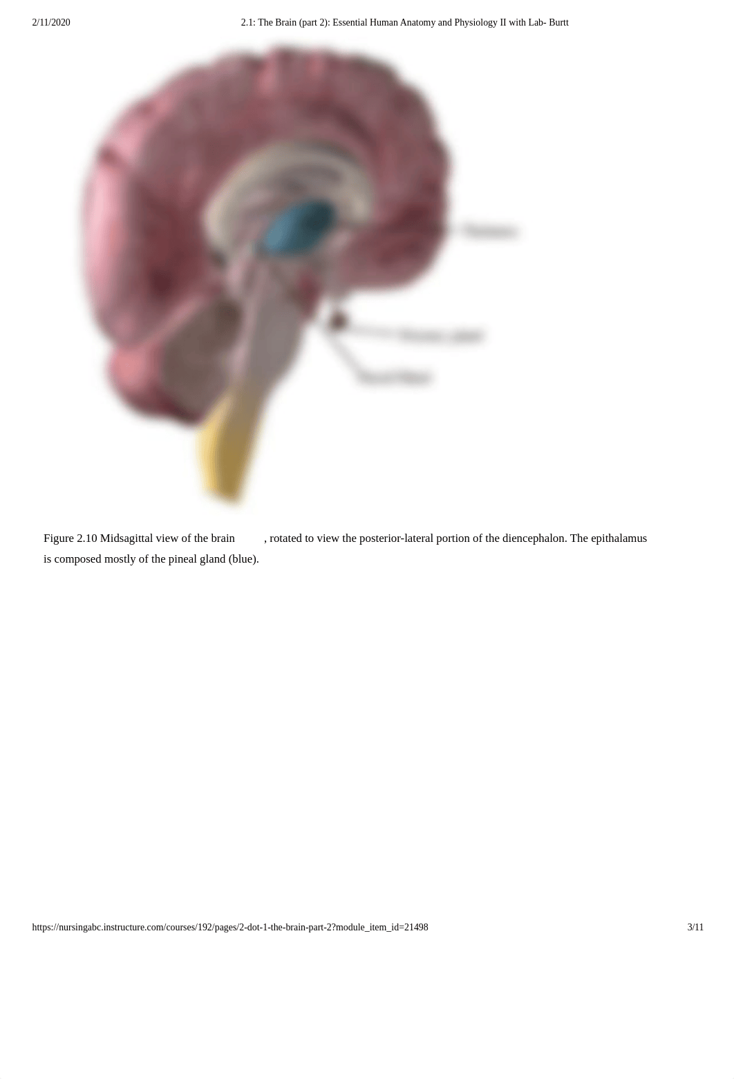 2.1_ The Brain (part 2)_ Essential Human Anatomy and Physiology II with Lab- Burtt.pdf_d4hamatlnmp_page3