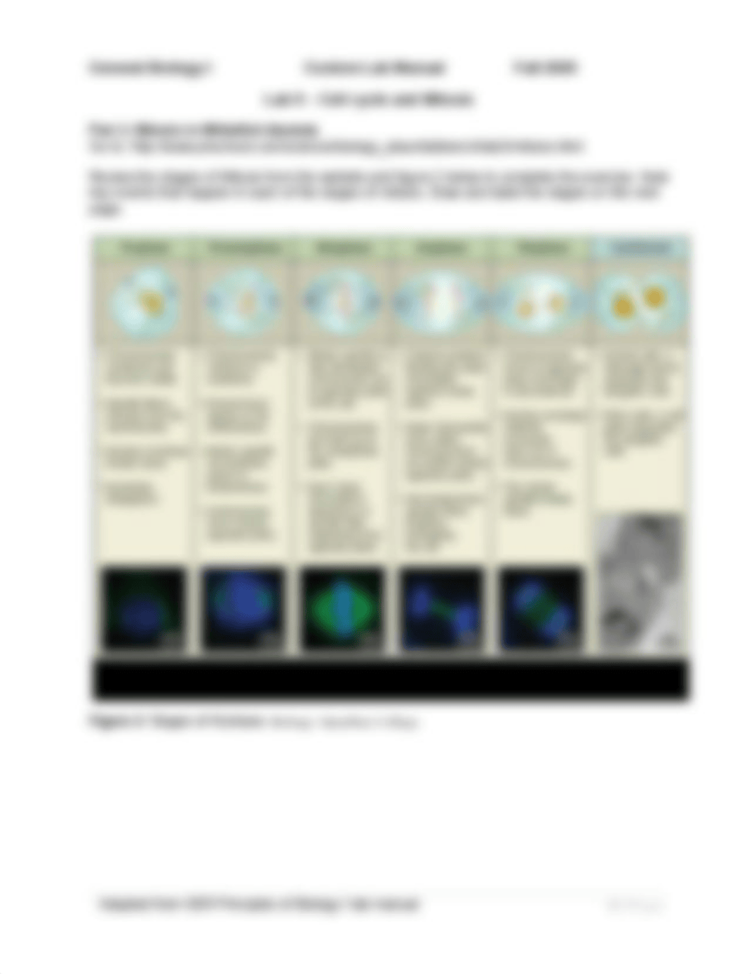 BIOL 101 Custom lab 9 VIRTUAL_Cell cycle and mitosis lab.docx_d4hbnmux3hz_page2