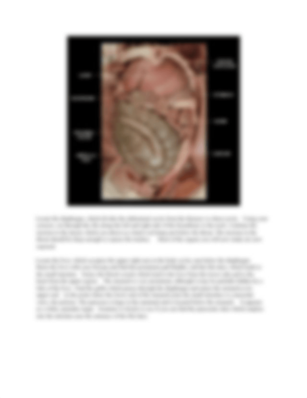 Rabbit Dissection.docx_d4hiiiau350_page4