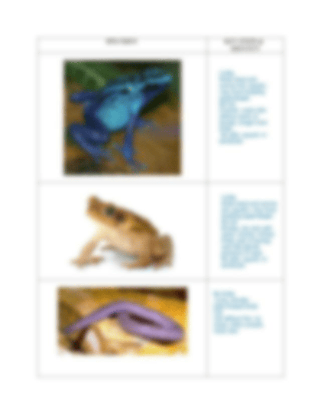 Identifying Amphibians- Jenny.pdf_d4ibls3brss_page4