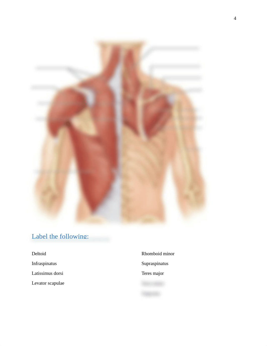 Muscle test April 2018.docx_d4ip5nx13n1_page4