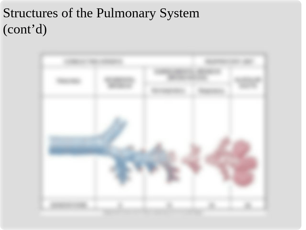 Respiratory Patho_d4j406ilxbl_page4