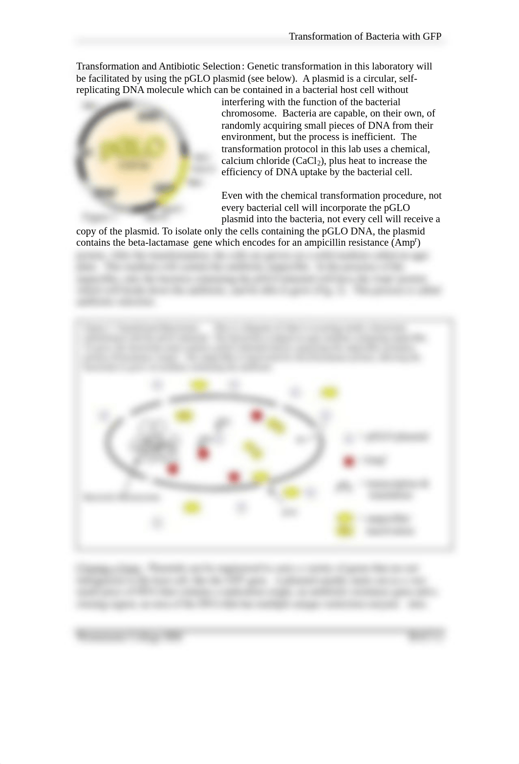 bacterial transformation lab westminster 2021.pdf_d4j6zmjfqpx_page2