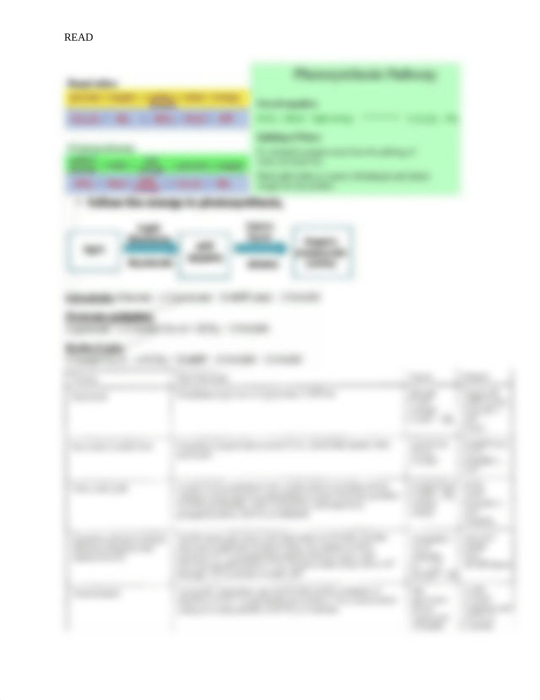 Cellular Respiration.docx_d4jkhvvlb42_page1