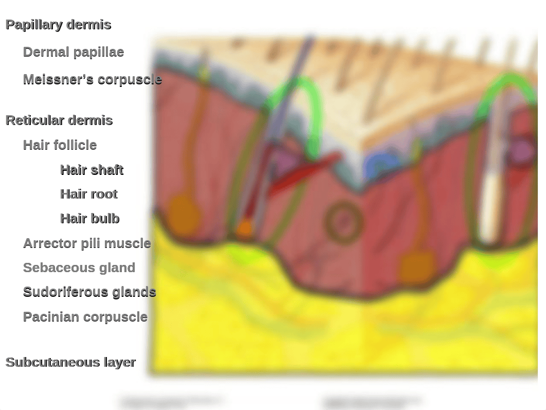 Lab Ch 7 Integumentary_d4jtcu4ayu3_page4