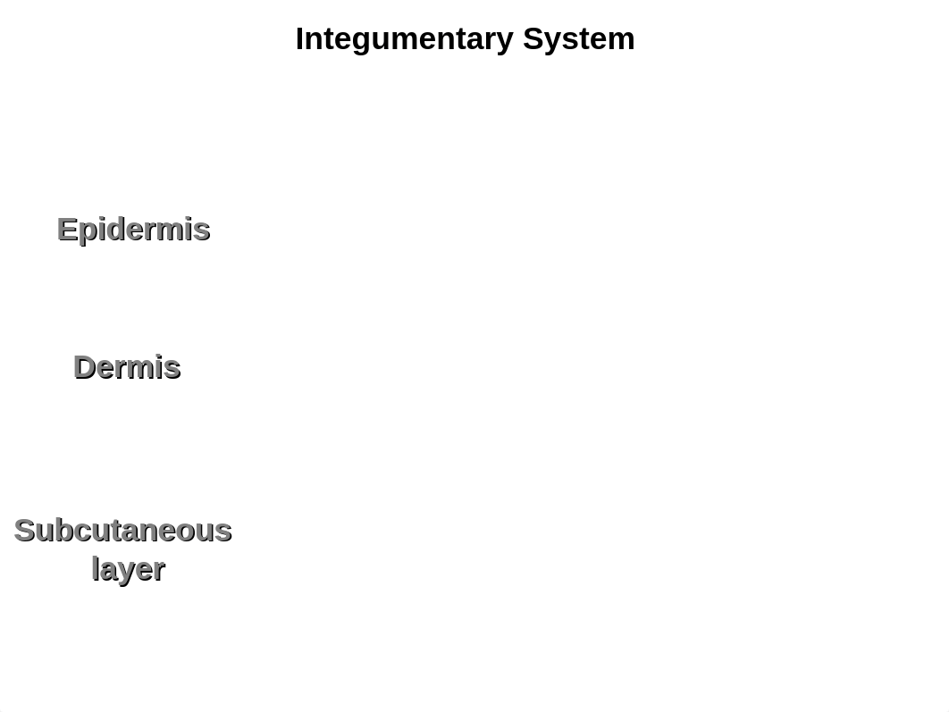 Lab Ch 7 Integumentary_d4jtcu4ayu3_page2