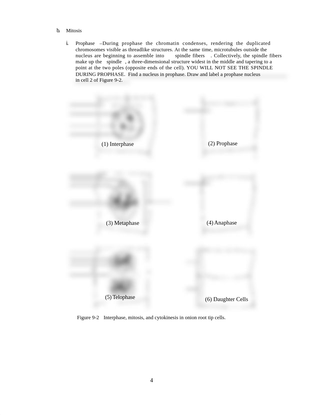 Lab 9 Mitosis.doc_d4k4edhmupu_page4