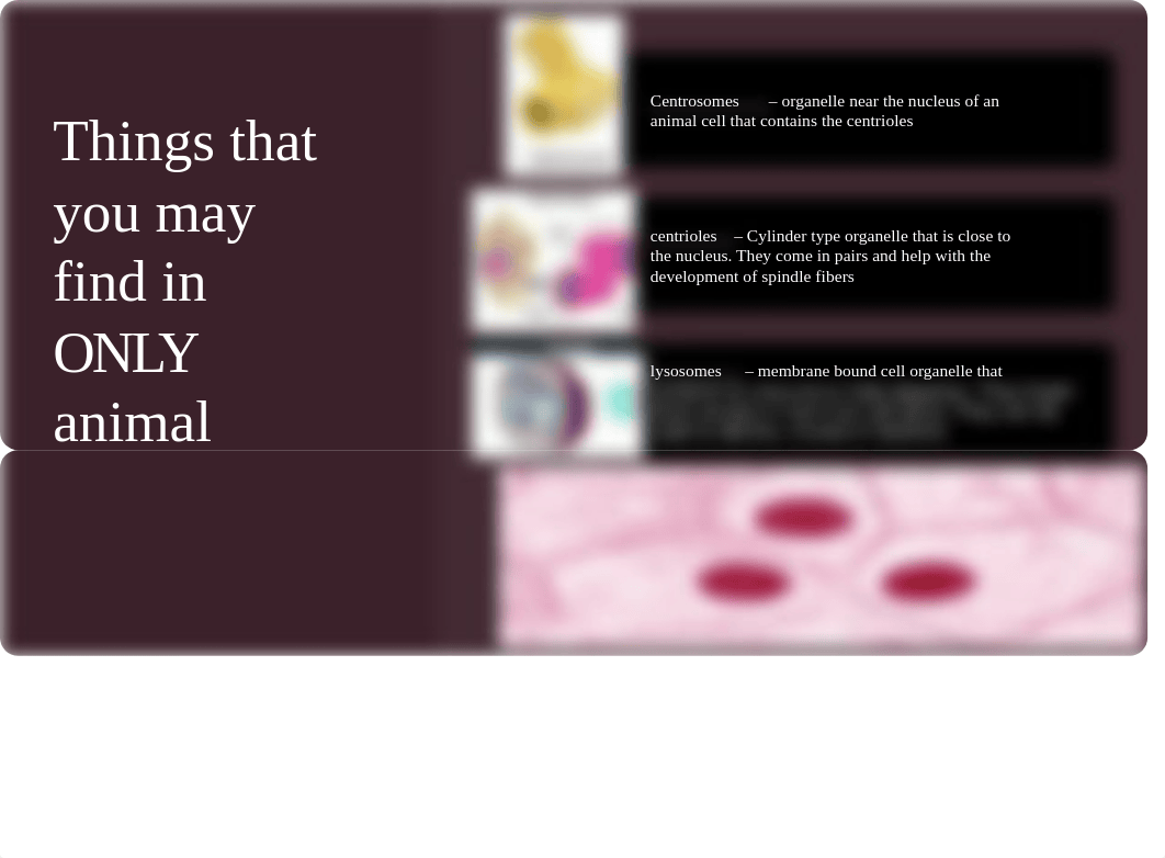 Plant Cells vs Animal Cells.pptx_d4l3hy18mxc_page5