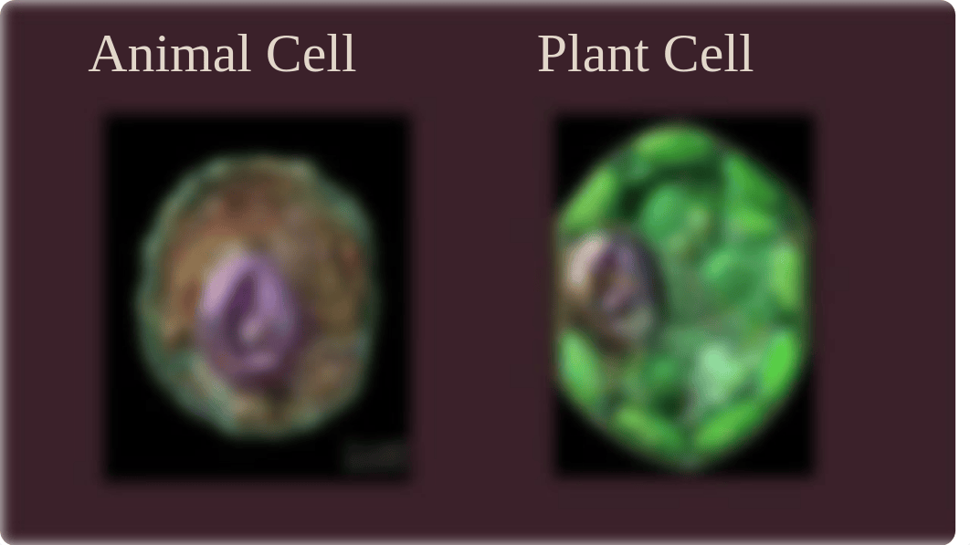 Plant Cells vs Animal Cells.pptx_d4l3hy18mxc_page3