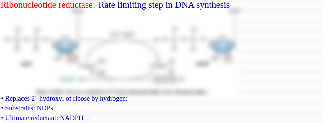 5. Wu - Nucleotide Metabolism II_d4m0juuwuez_page2