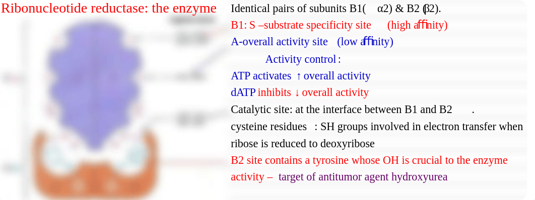 5. Wu - Nucleotide Metabolism II_d4m0juuwuez_page4