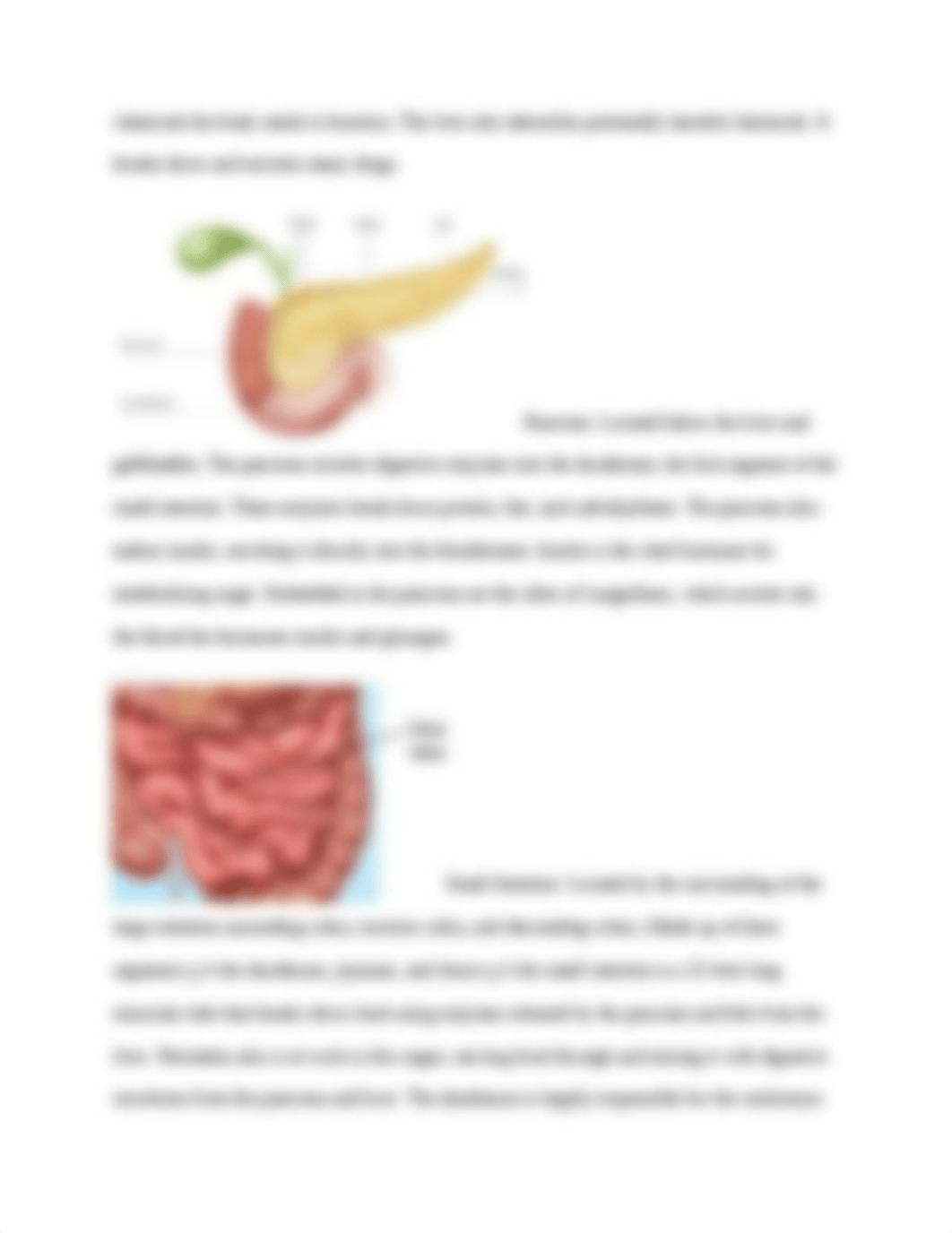 Rialon_Wk1_Digestive System Lab.docx_d4m1llnuklv_page5