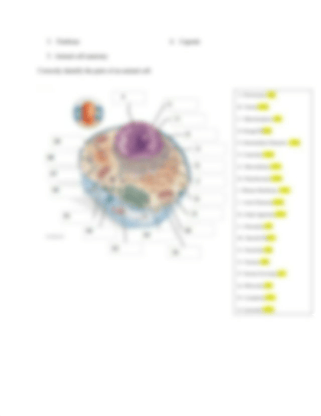 Cell Basics Worksheet - Anna Gann.docx_d4m9yx6pncc_page3