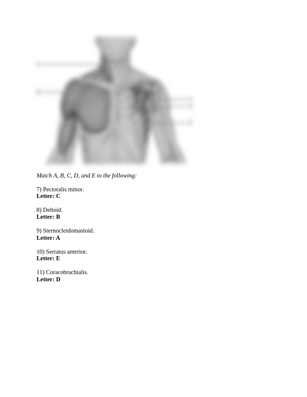 Ch. 10 Quiz 18 The Muscular System.docx_d4mxoues66r_page2