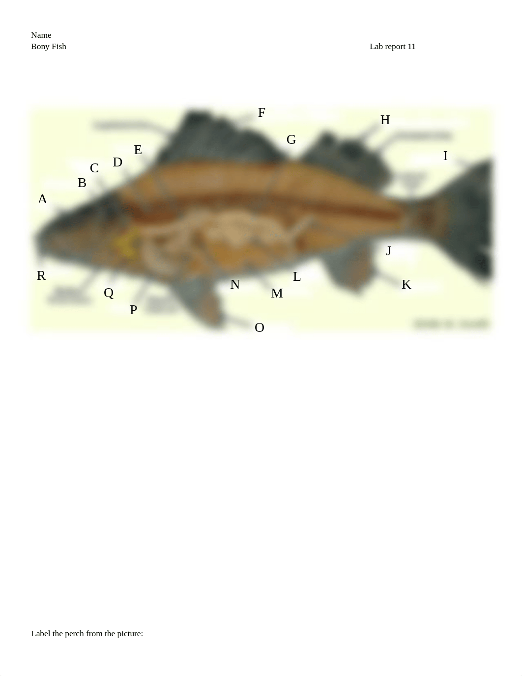 Lab Report 11 Fish.docx_d4nat0nfiw7_page1