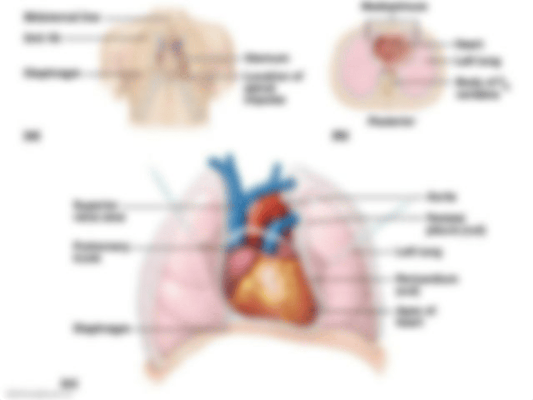 Chapter 18- The Cardiovascular System- The Heart_d4nihxagny8_page4