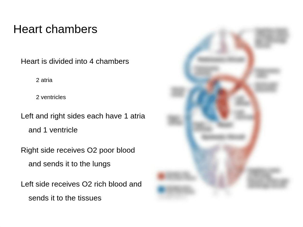 Chapter 18- The Cardiovascular System- The Heart_d4nihxagny8_page2