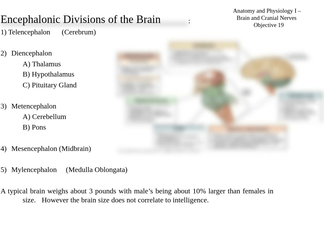 Anatomy and Physiology I Brain and Cranial Nerves fall 2017 (1).ppt_d4nq91muiu9_page3