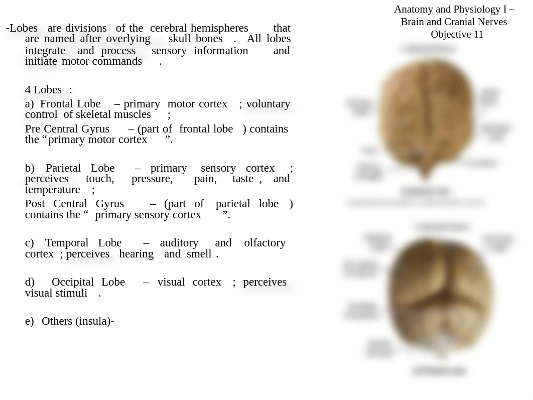 Anatomy and Physiology I Brain and Cranial Nerves fall 2017 (1).ppt_d4nq91muiu9_page5