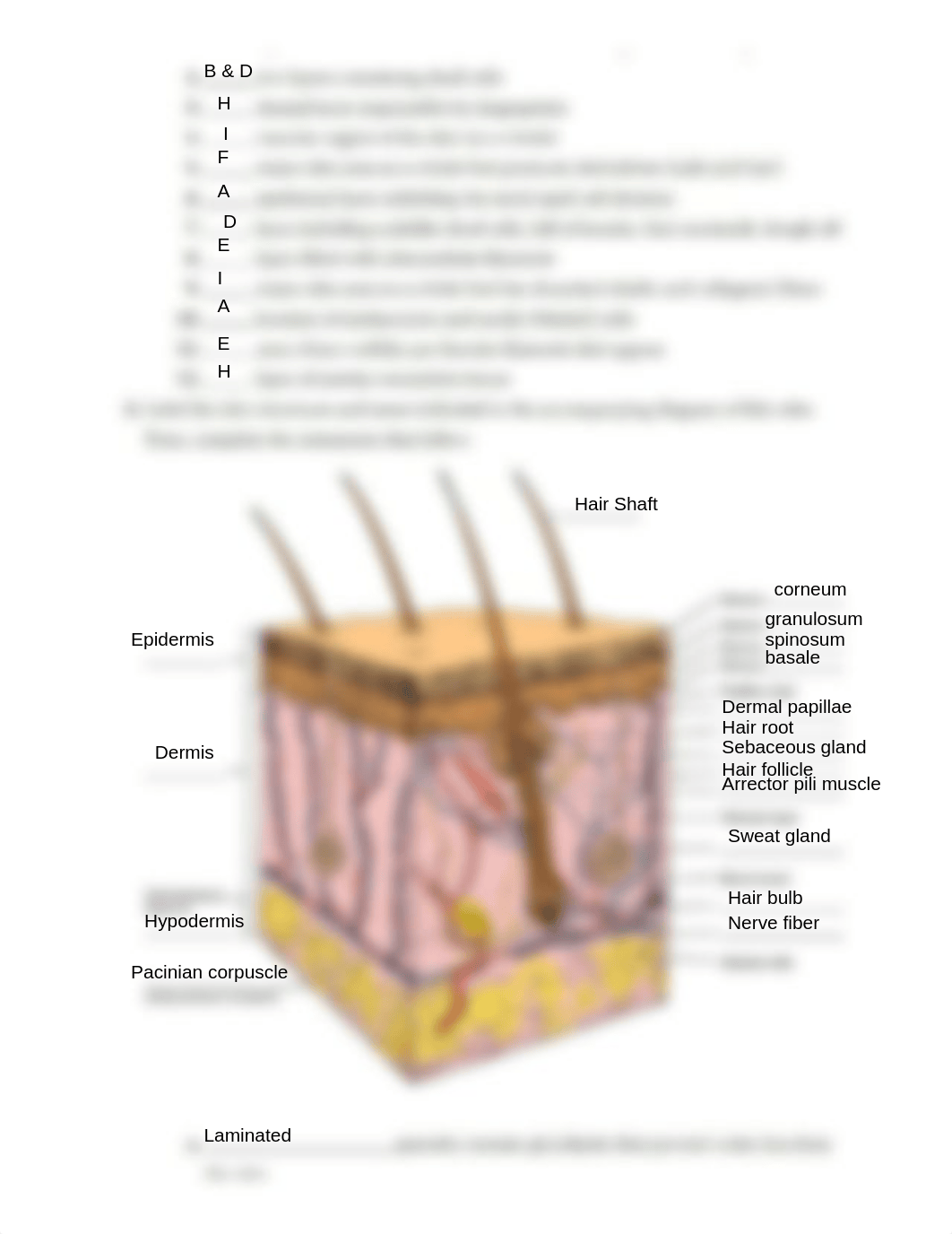 Ex07 Review sheet - The Integumentary System (1).pdf_d4nvg0a61lb_page3