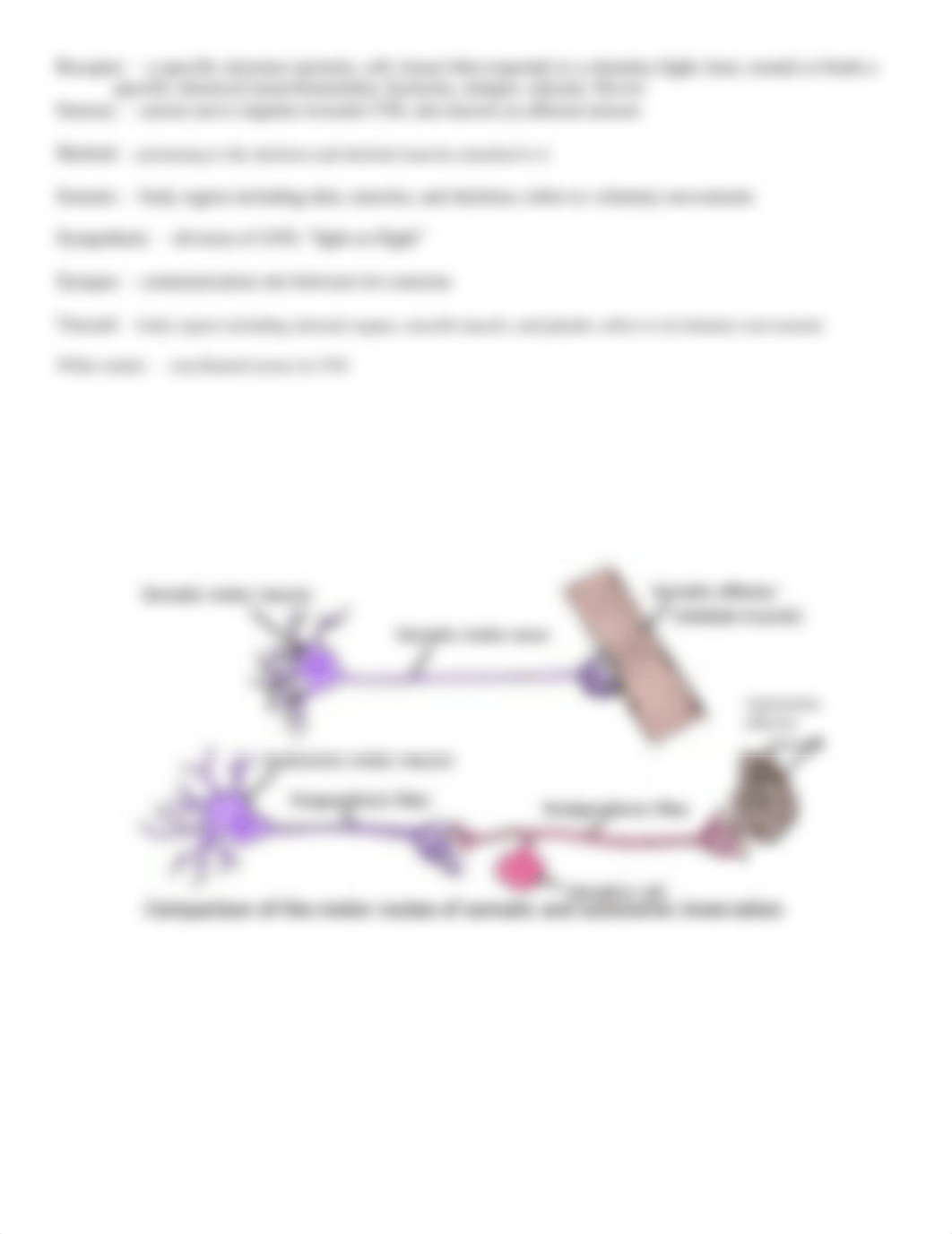 Helpful Nervous System Vocabulary .docx_d4od0nphvag_page3