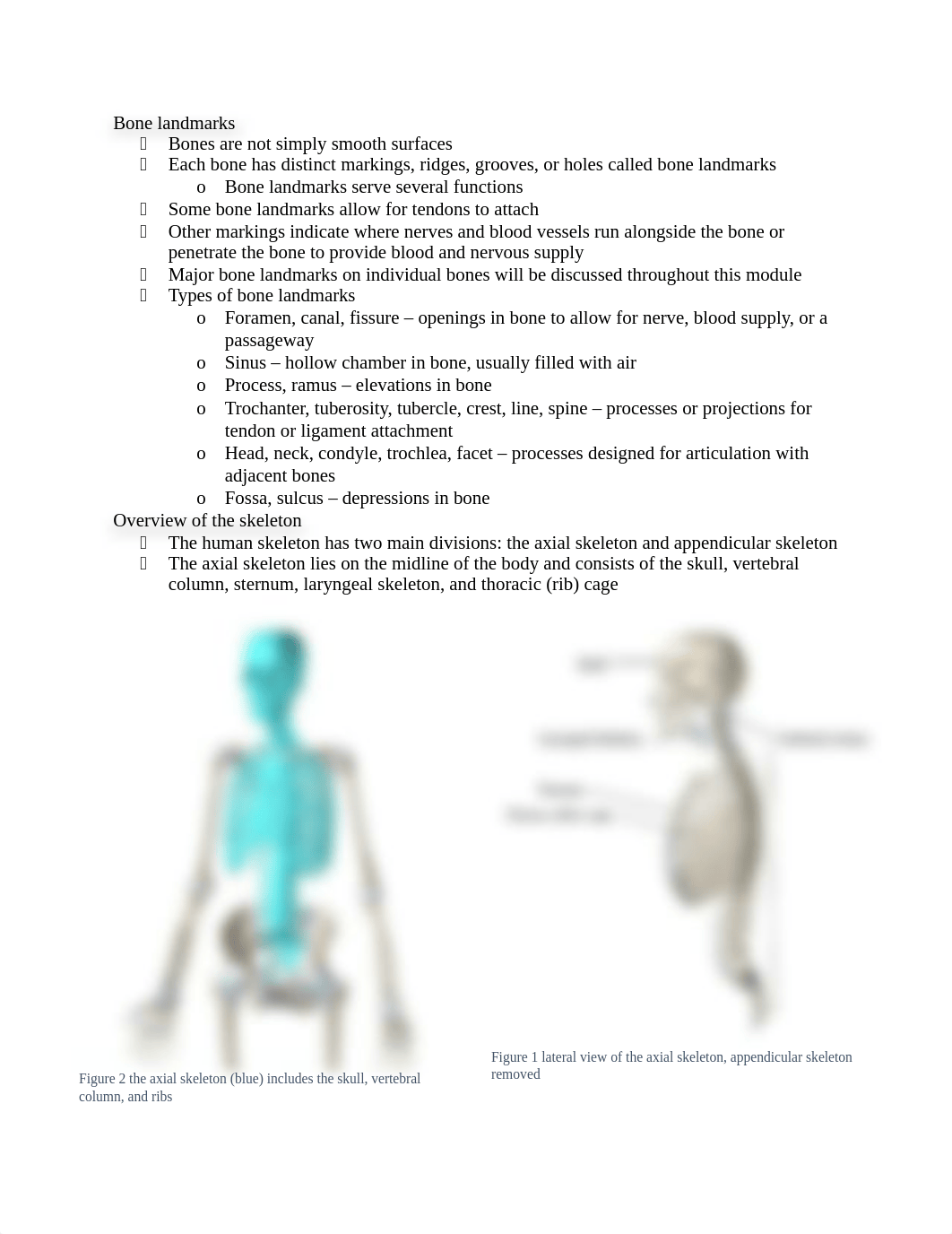 4 - The Skeletal System.docx_d4ok4jdadiv_page2