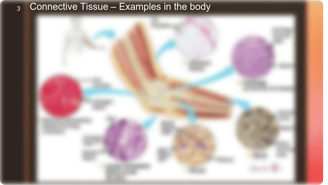 Lab_3_Connective_Tissues.pdf_d4p542za1t0_page4