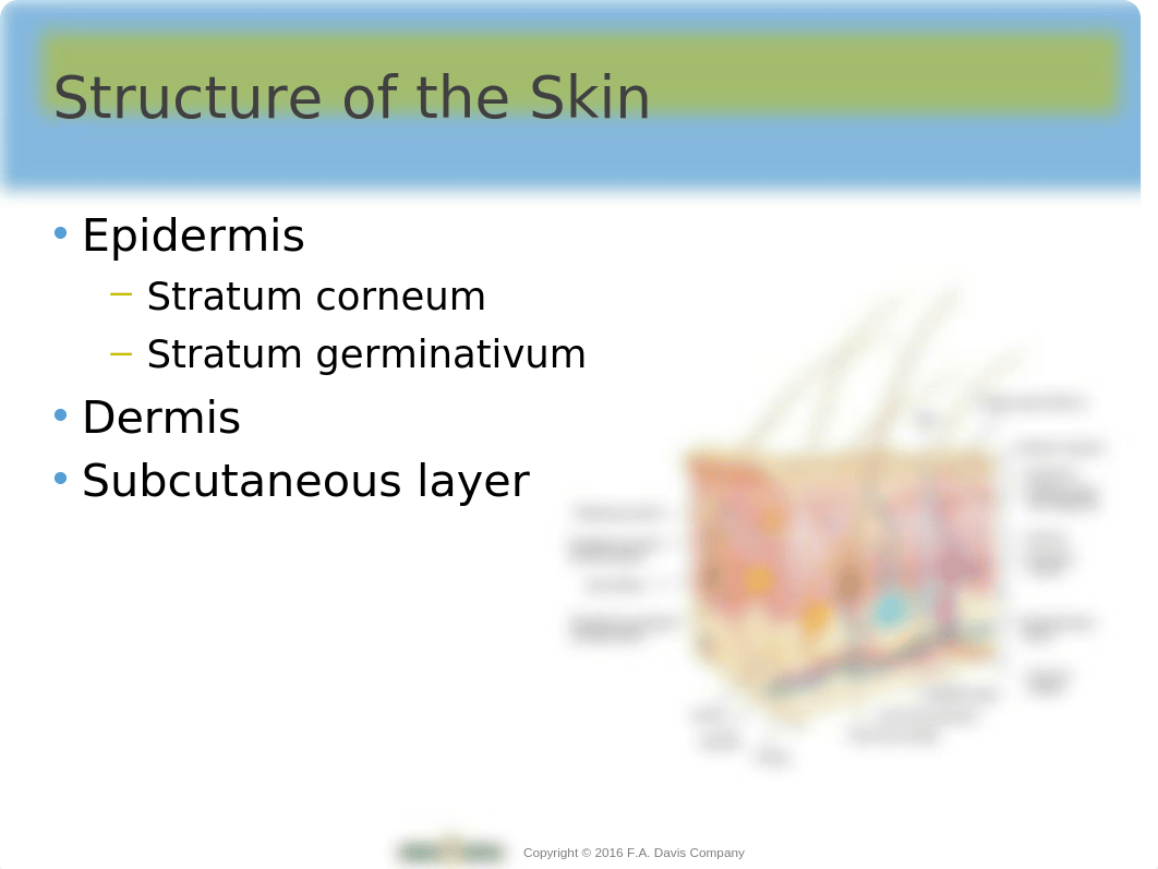 Ch35 Skin Integrity and wound healing.ppt_d4pmts8fu3s_page2