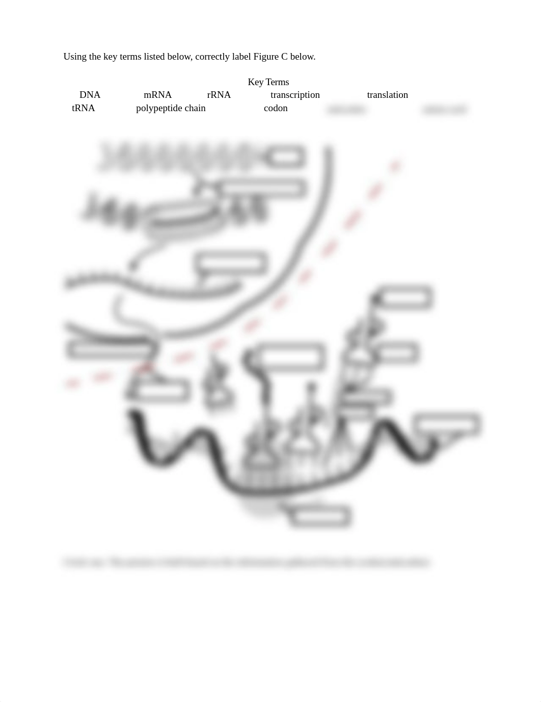 DNA, Transcription, Translation.pdf_d4qemdbzxnt_page1