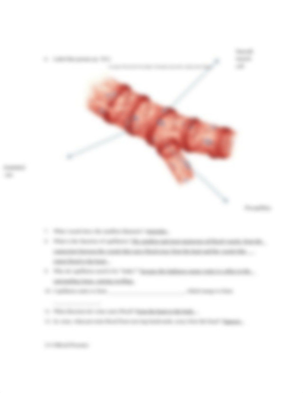 Blood Vessels Pre-lecture Assignment.docx_d4qhl9m6zsz_page2