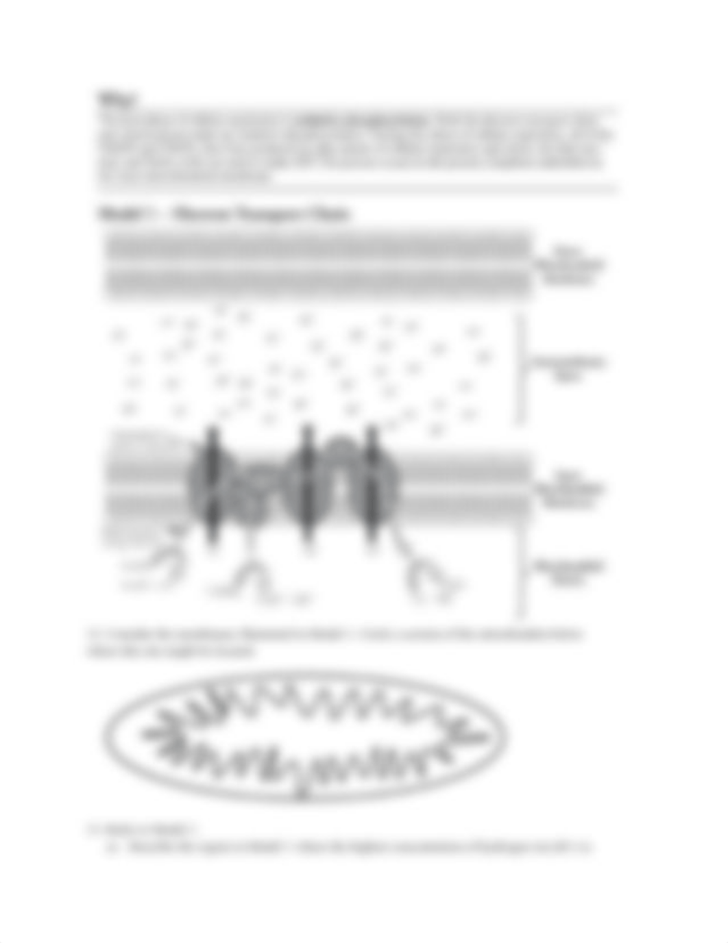 Copy_of_Glycolysis_Krebs_and_ETC_Pogil_1_d4r66opmsa3_page4