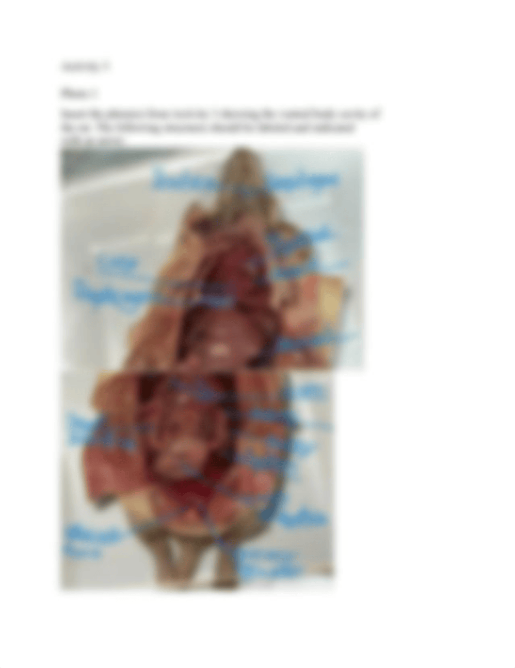 Organ Systems and Terminology Assignment 4.docx_d4rmb6g5ge3_page4