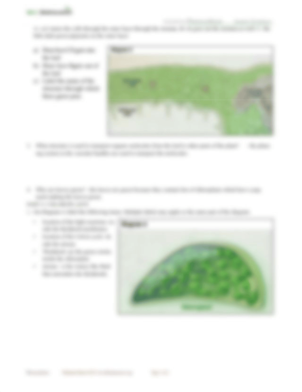 Photosynthesis-StudentWS-animation diagram worksheet 2.docx_d4rnnao18st_page3