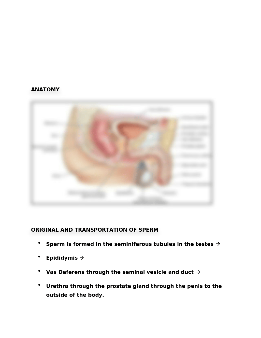 Chapter 7 - Male Reproductive System.docx_d4rzlbkyvt9_page2