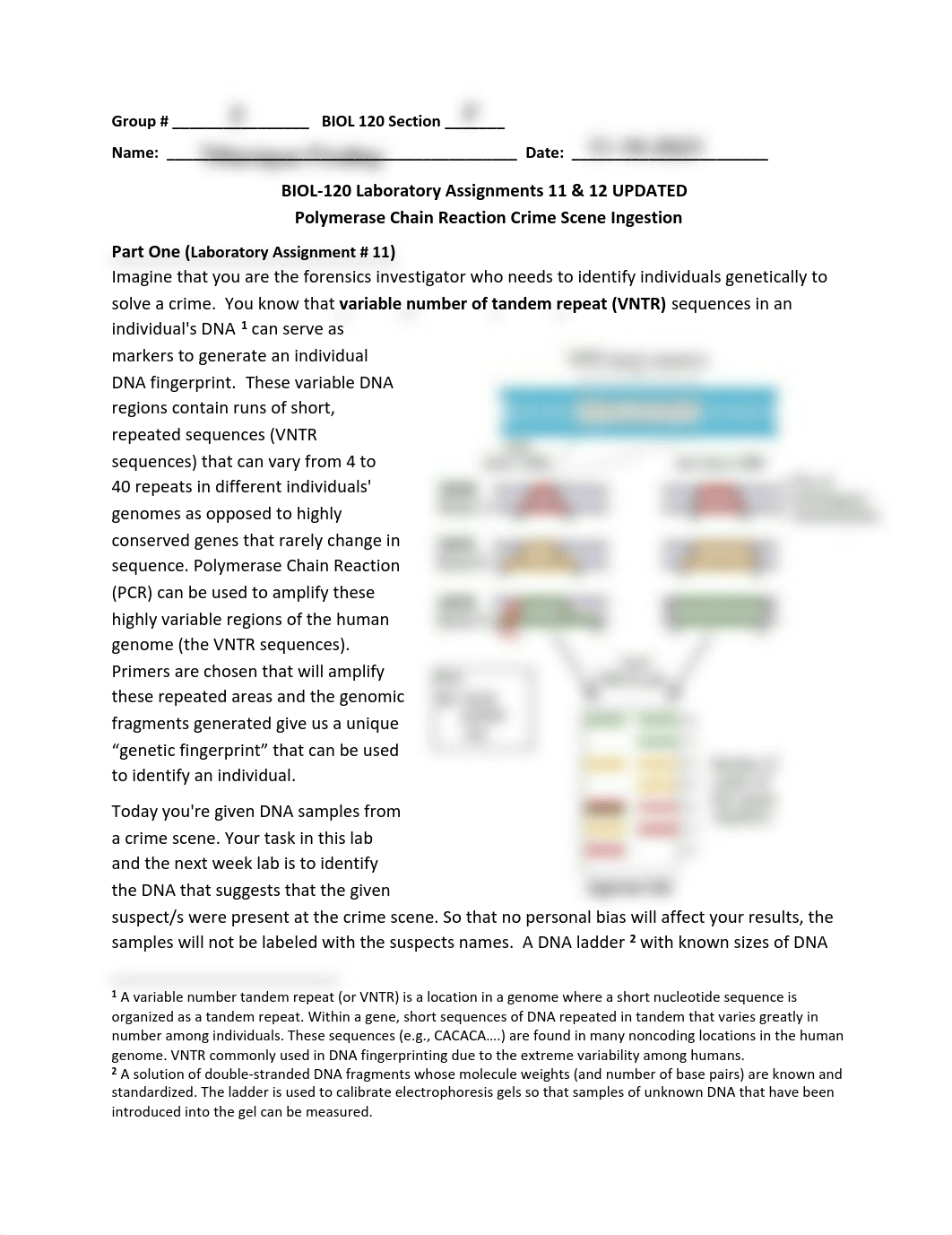 BIOL120 Lab Assignments # 11 & 12 PCR UPDATED.pdf_d4sckpvoyxt_page1