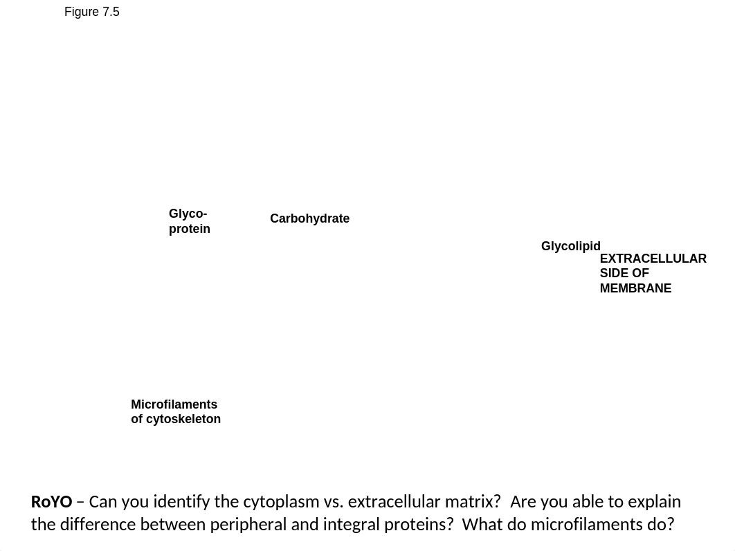 Chapter 7 - Membranes and Transport_student_d4siyeczbra_page5