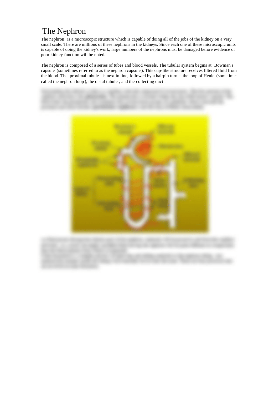 Lesson 12 Urinary System.pdf_d4spk24czlx_page2