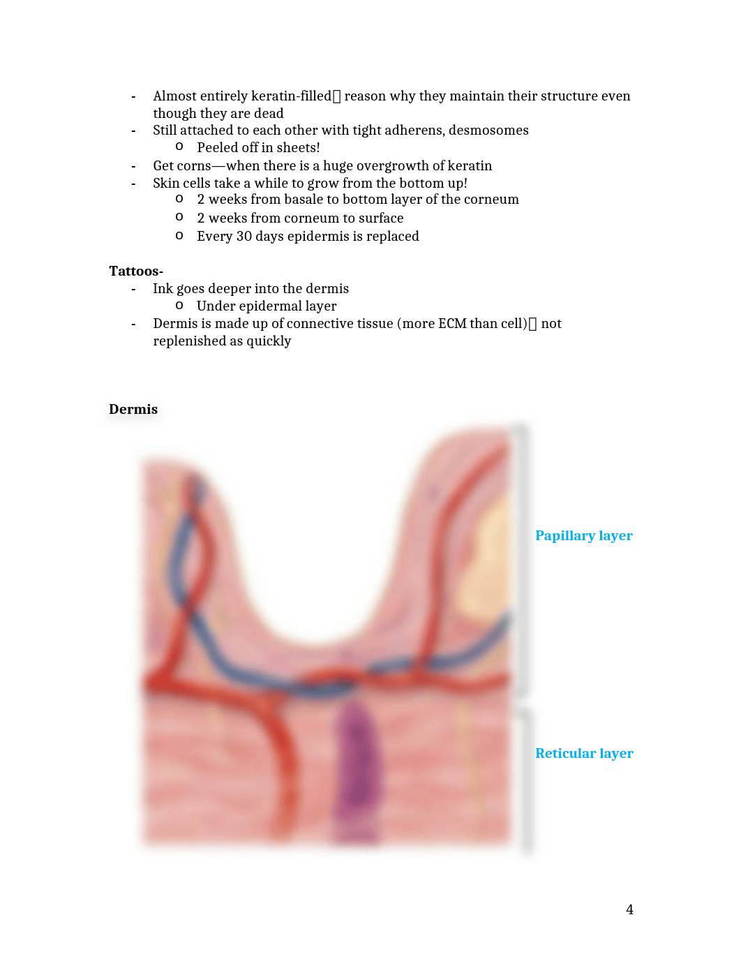 Anatomy Exam 2 Study Guide_d4svjwjhlt1_page4